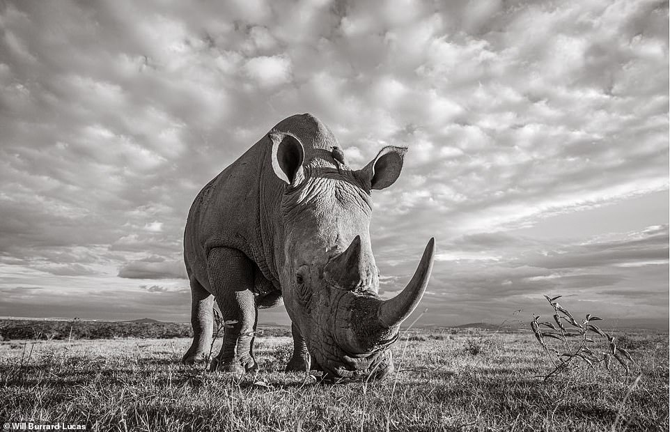 cuoc song cua te giac duoi ong kinh nhiep anh gia anh 10