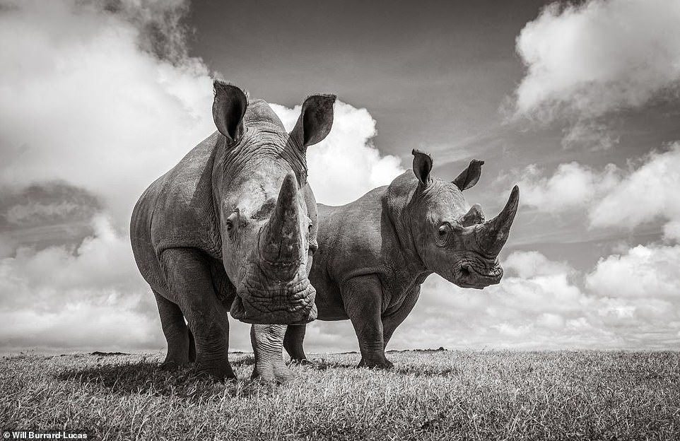 cuoc song cua te giac duoi ong kinh nhiep anh gia anh 11