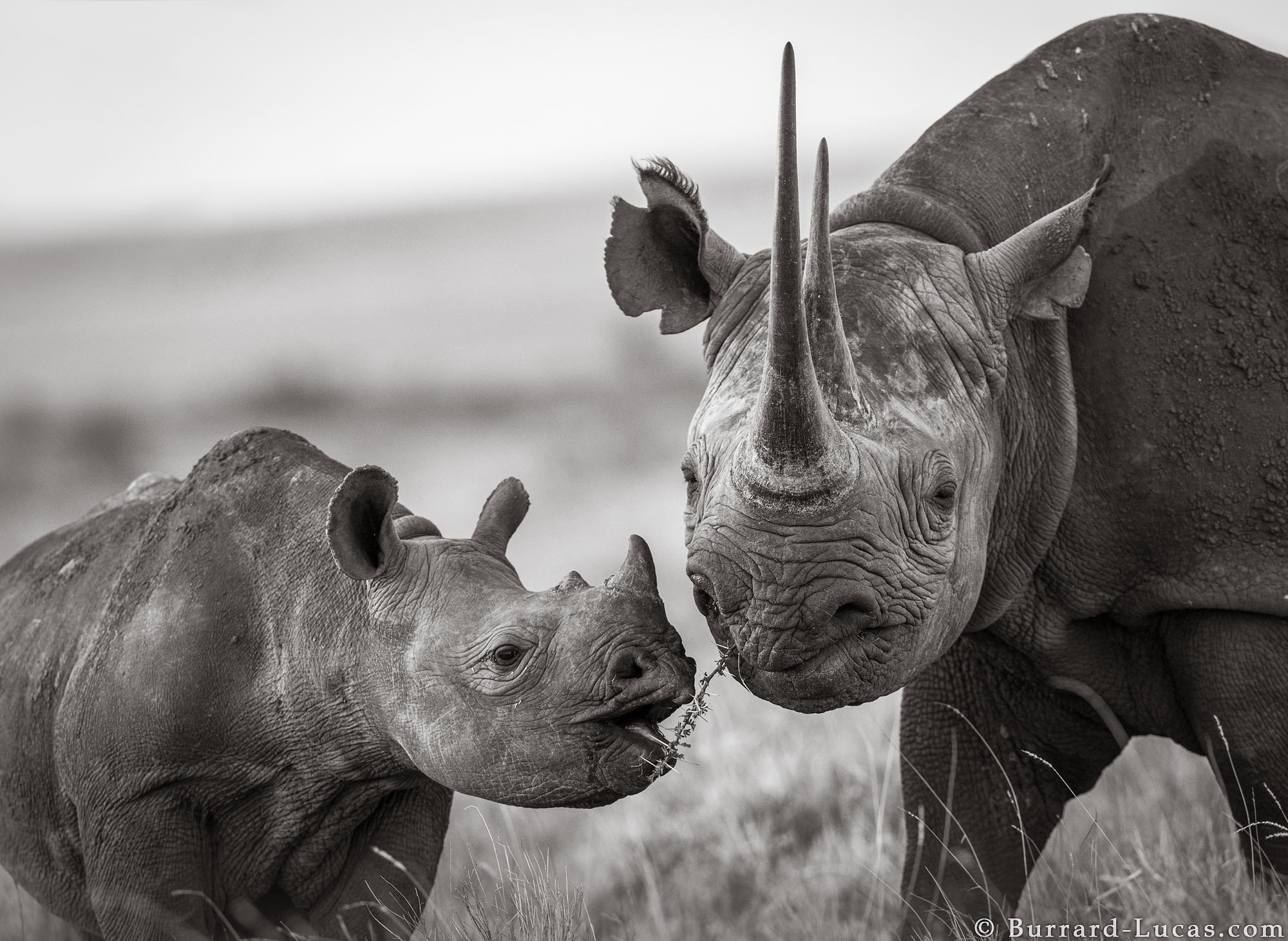 Cuoc song yen binh cua te giac duoi ong kinh nhiep anh gia hinh anh