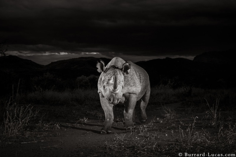 cuoc song cua te giac duoi ong kinh nhiep anh gia anh 1