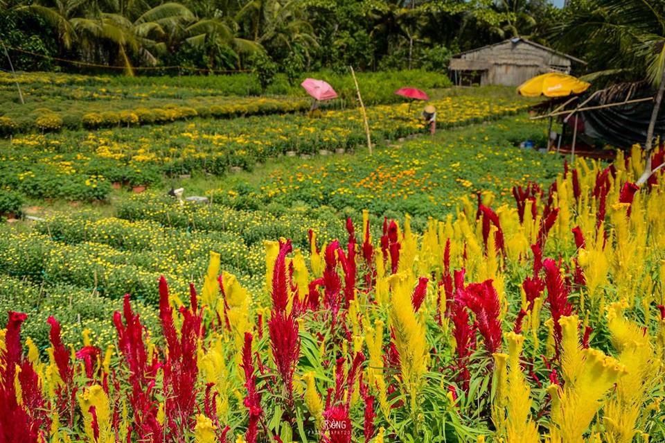 Làng hoa miền Tây ảnh 6 Lang hoa mien Tay anh 6