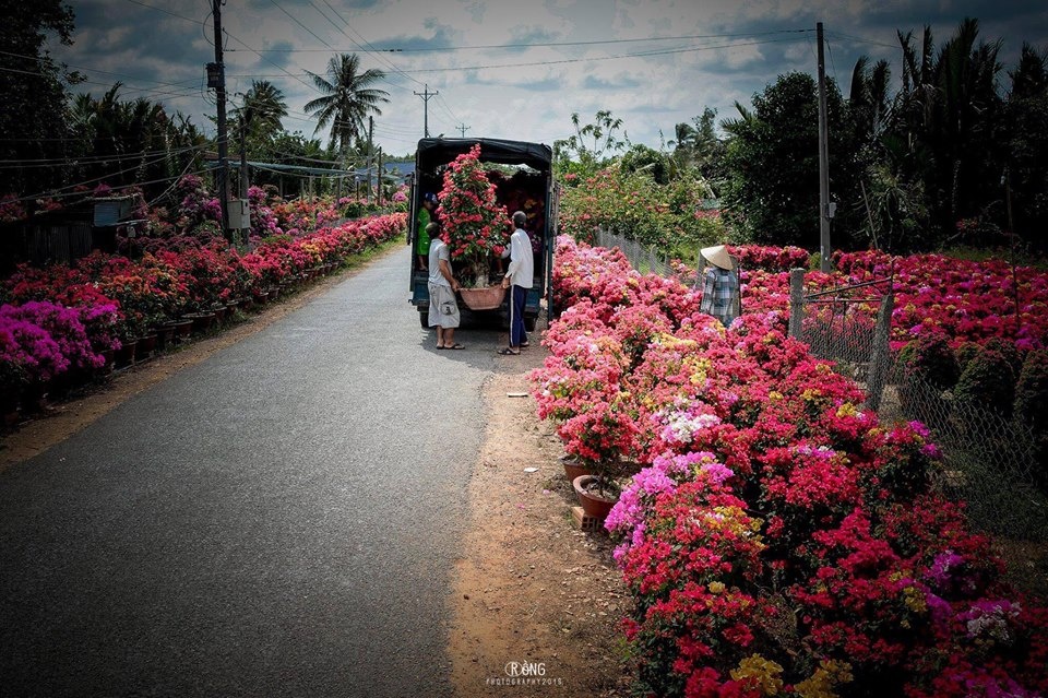Làng hoa miền Tây ảnh 7 Lang hoa mien Tay anh 7