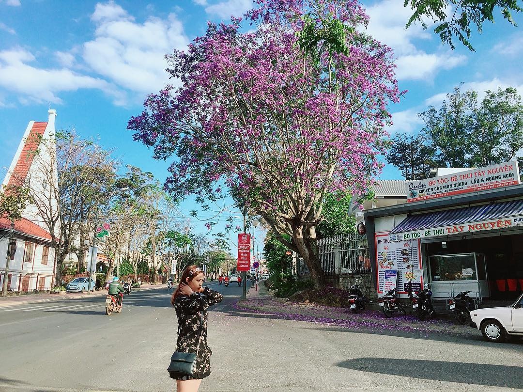 hoa phượng tím ảnh 16 hoa phuong tim anh 16