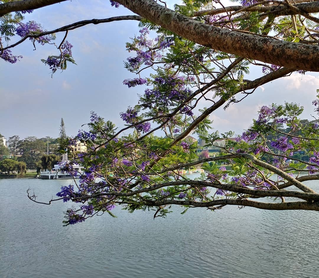 hoa phượng tím ảnh 6 hoa phuong tim anh 6