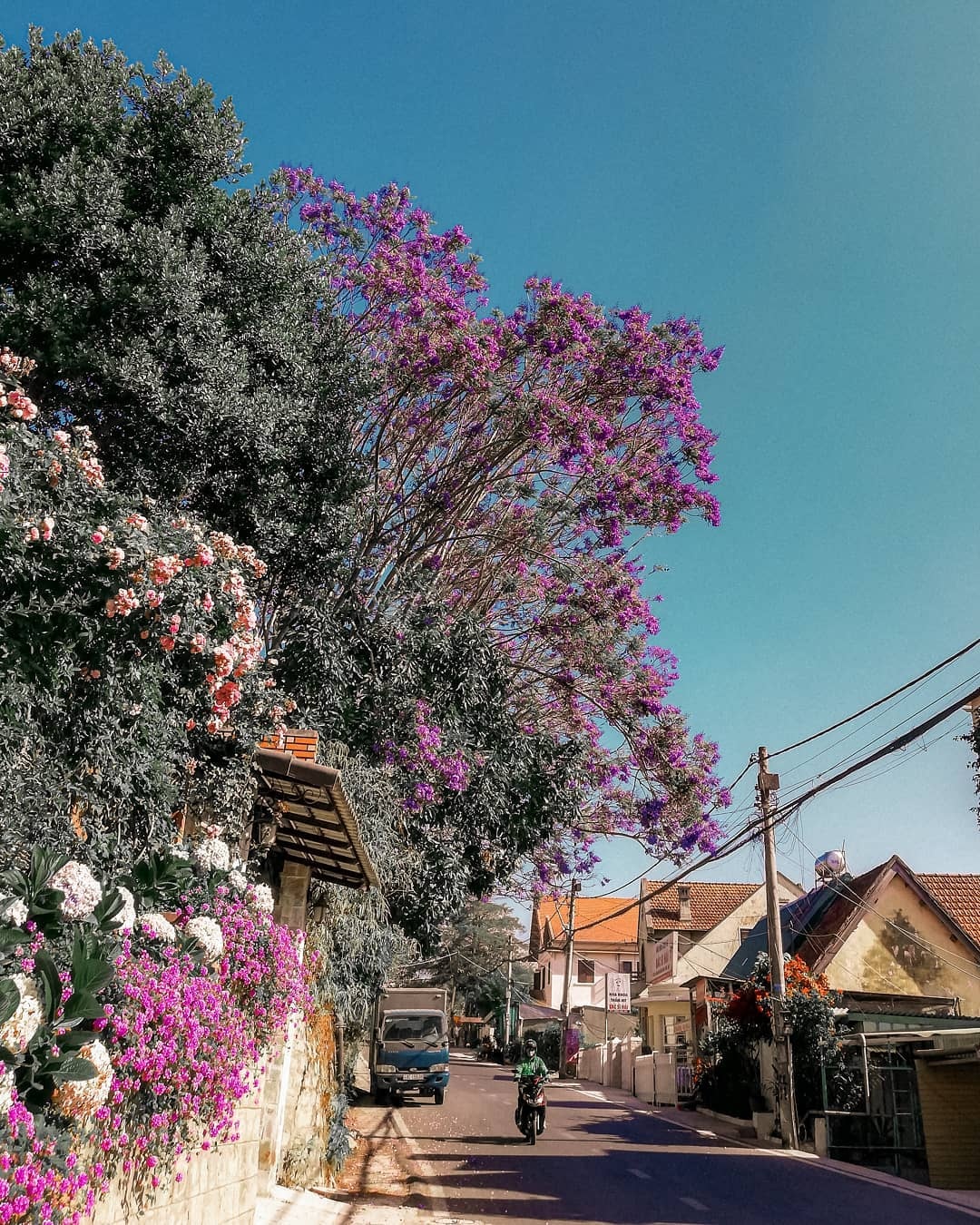 hoa phượng tím ảnh 3 hoa phuong tim anh 3