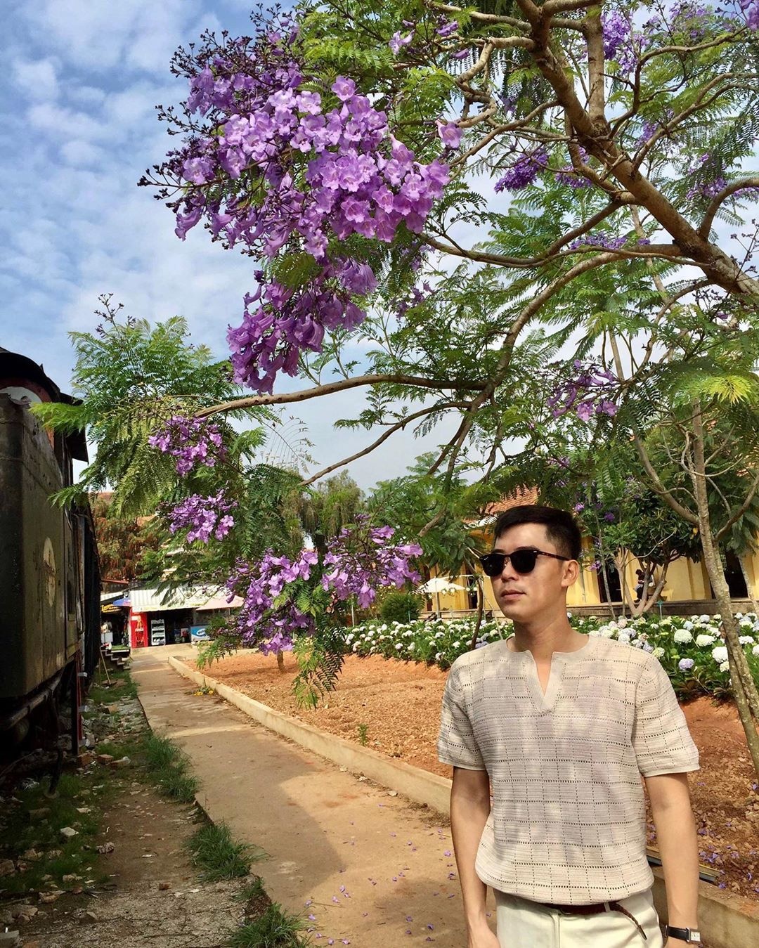 hoa phượng tím ảnh 5 hoa phuong tim anh 5