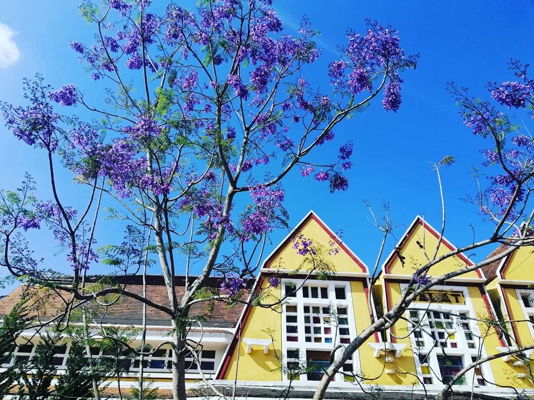 hoa phượng tím ảnh 7 hoa phuong tim anh 7