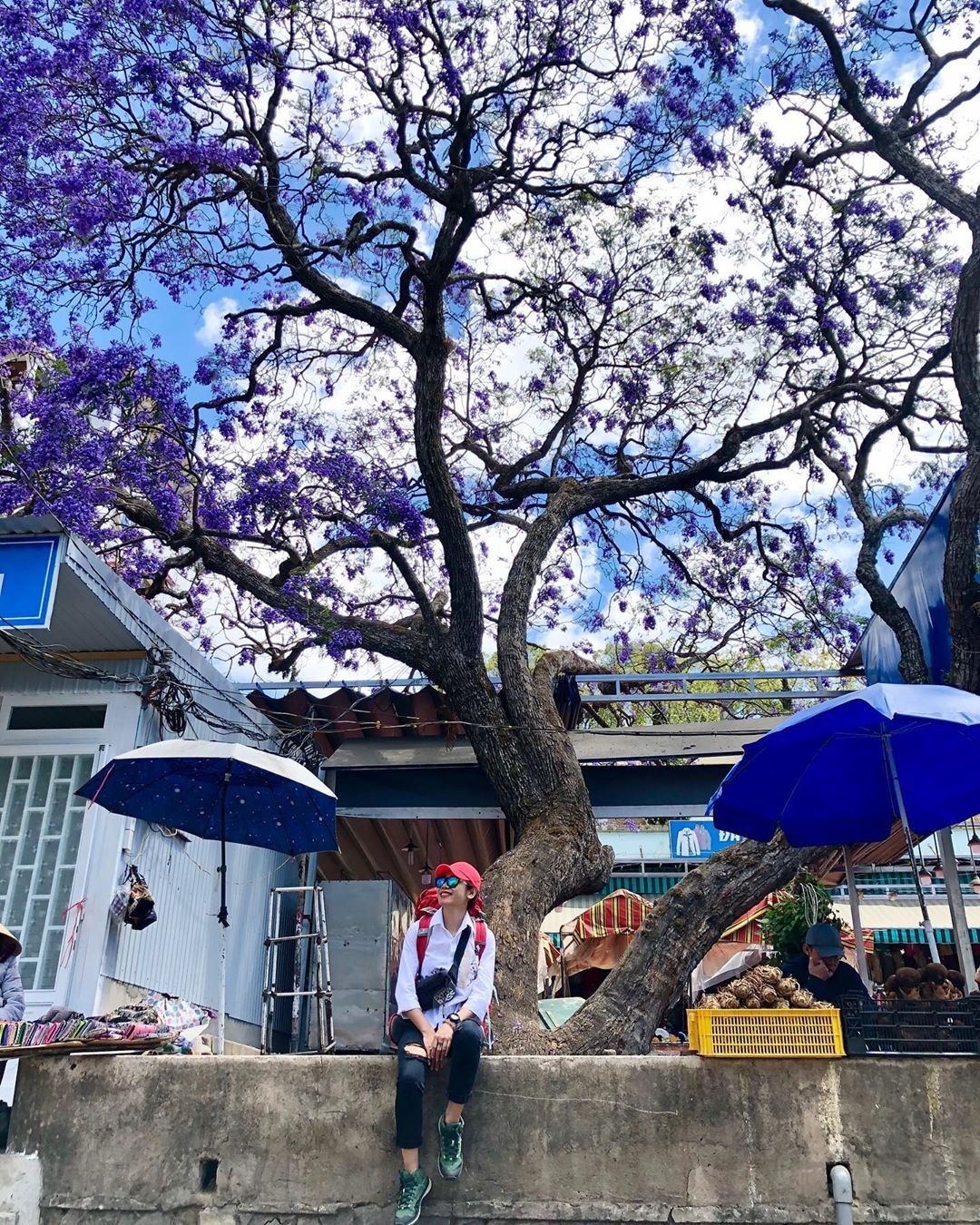 hoa phượng tím ảnh 9 hoa phuong tim anh 9