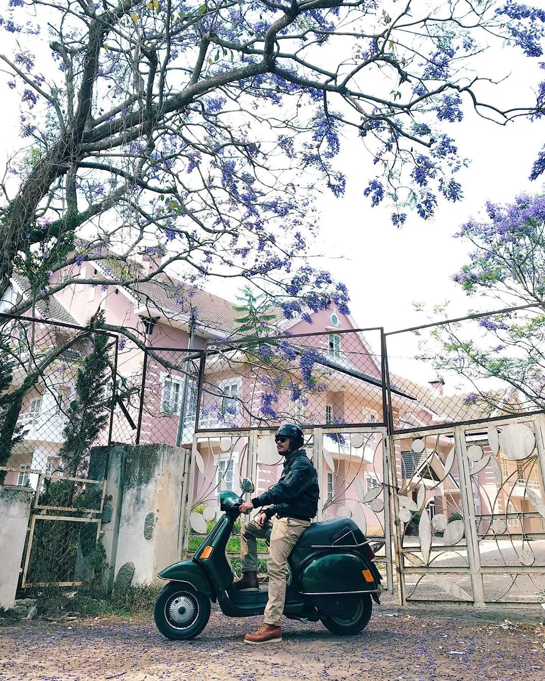 hoa phượng tím ảnh 4 hoa phuong tim anh 4