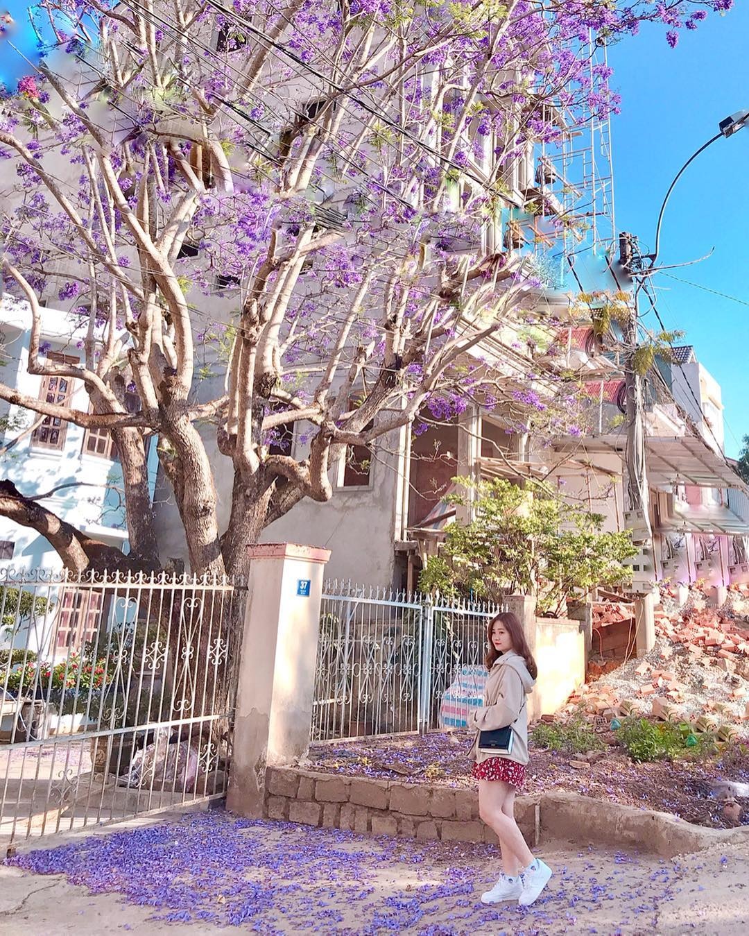 hoa phượng tím ảnh 1 hoa phuong tim anh 1
