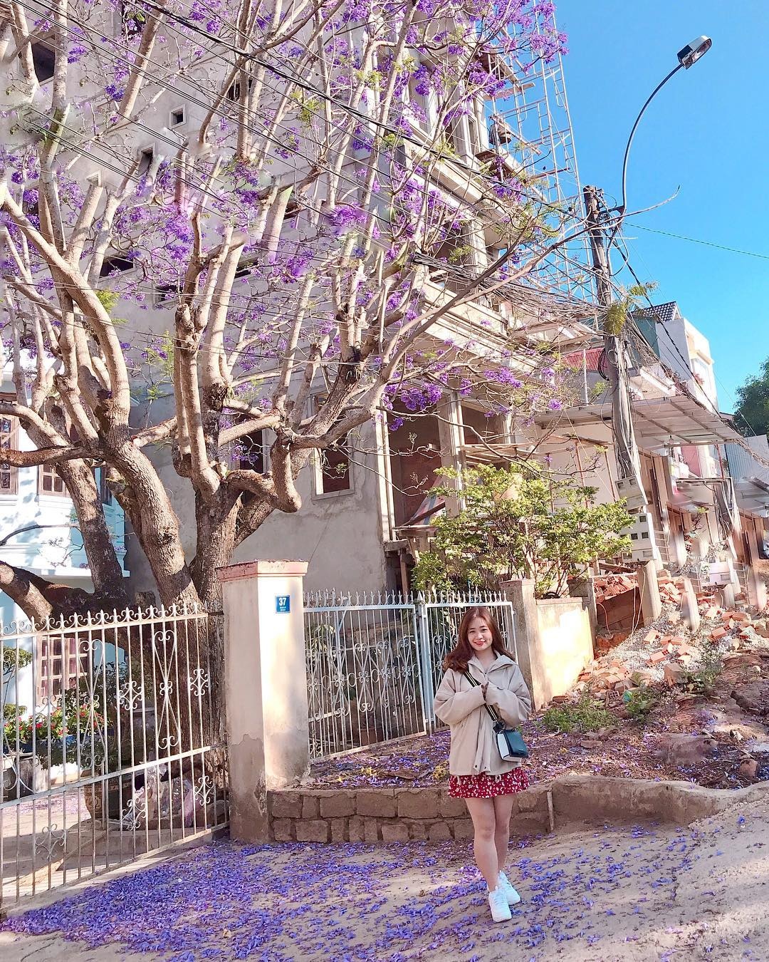 hoa phượng tím ảnh 15 hoa phuong tim anh 15