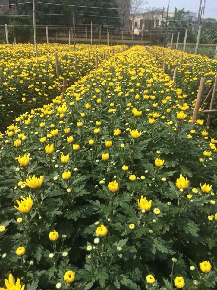 vườn hoa Hà Nội ảnh 14 vuon hoa Ha Noi anh 14