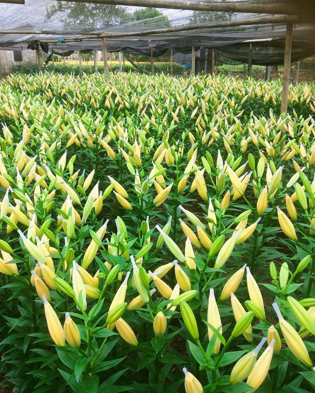 vườn hoa Hà Nội ảnh 12 vuon hoa Ha Noi anh 12