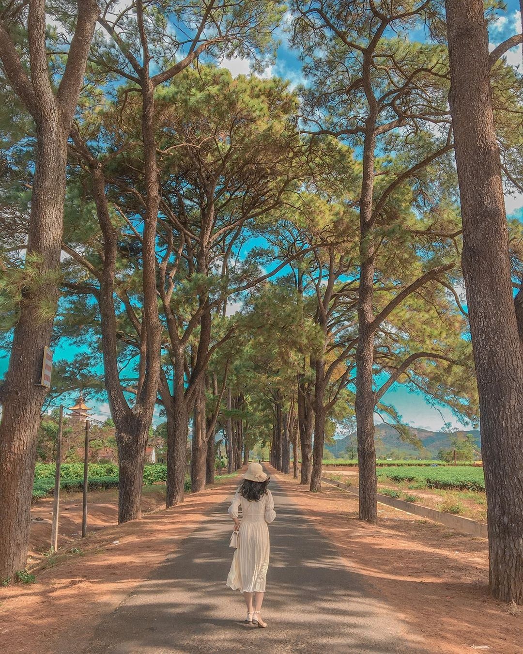 du lịch Gia Lai ảnh 16 du lich Gia Lai anh 16