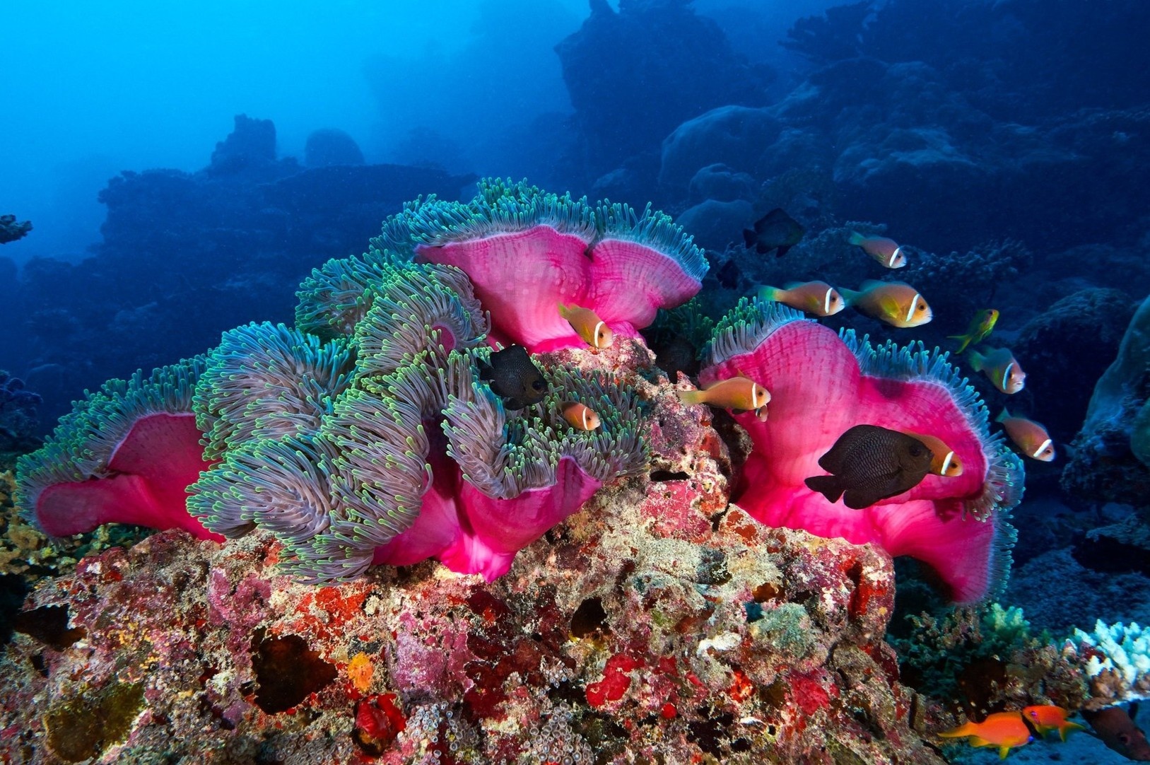 Kham pha nhung ran san ho ruc ro nhat the gioi hinh anh