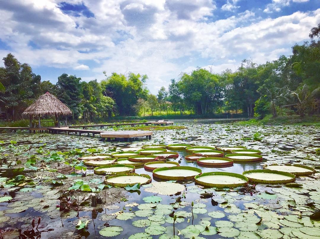 du lich Dong Thap anh 6