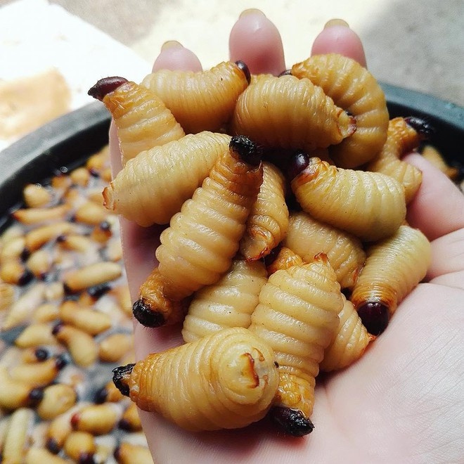 món ăn côn trùng Việt Nam  ảnh 1 mon an con trung Viet Nam anh 1