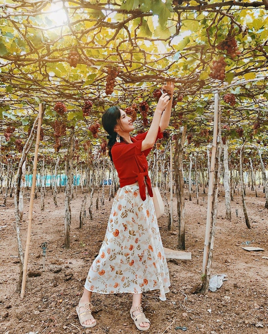 vườn nho ninh thuận ảnh 4 vuon nho ninh thuan anh 4