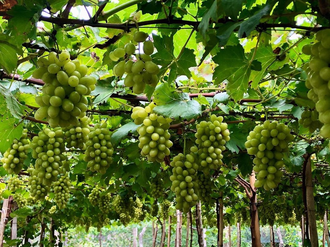 vườn nho ninh thuận ảnh 5 vuon nho ninh thuan anh 5