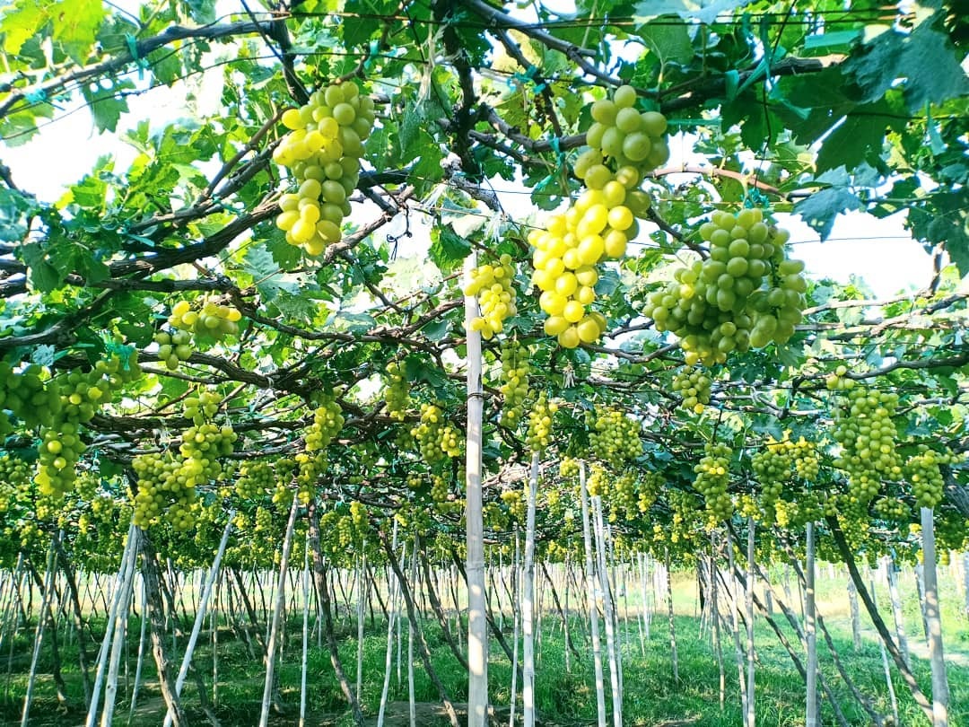 vườn nho ninh thuận ảnh 3 vuon nho ninh thuan anh 3
