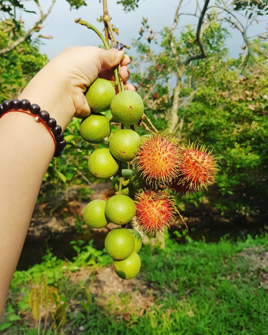 du lịch cần thơ ảnh 7 du lich can tho anh 7