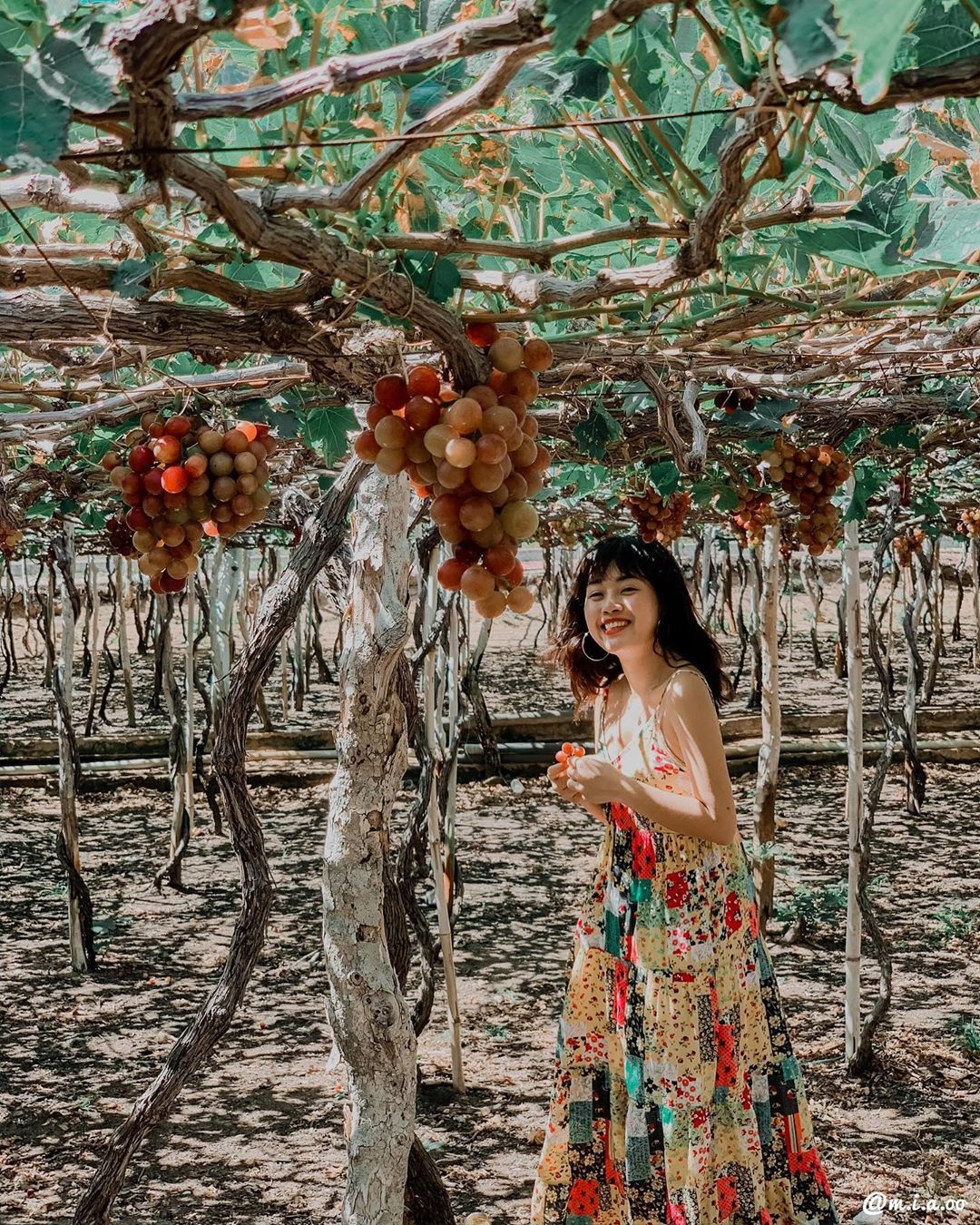 Ninh Thuận ảnh 11 Ninh Thuan anh 11