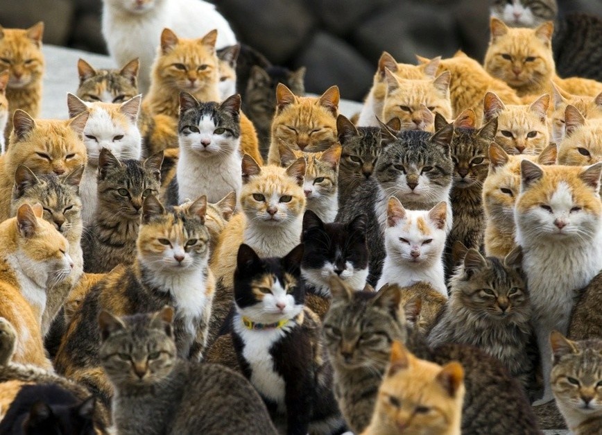 Dao meo, lang cao va loat vung dat tren the gioi bi dong vat chiem giu hinh anh