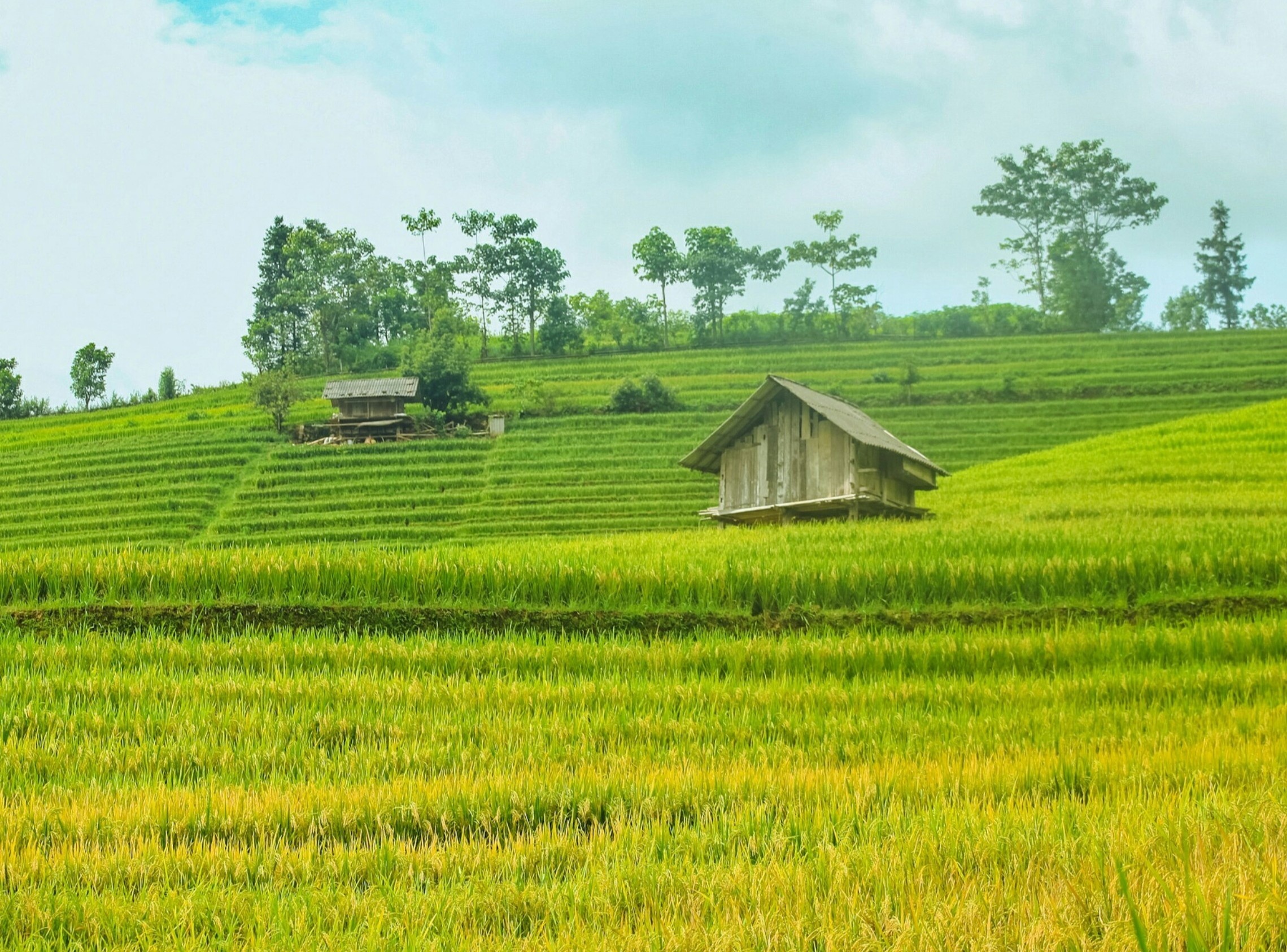 Check-in Tay Bac mua lua chin tai 4 dia diem noi tieng hinh anh