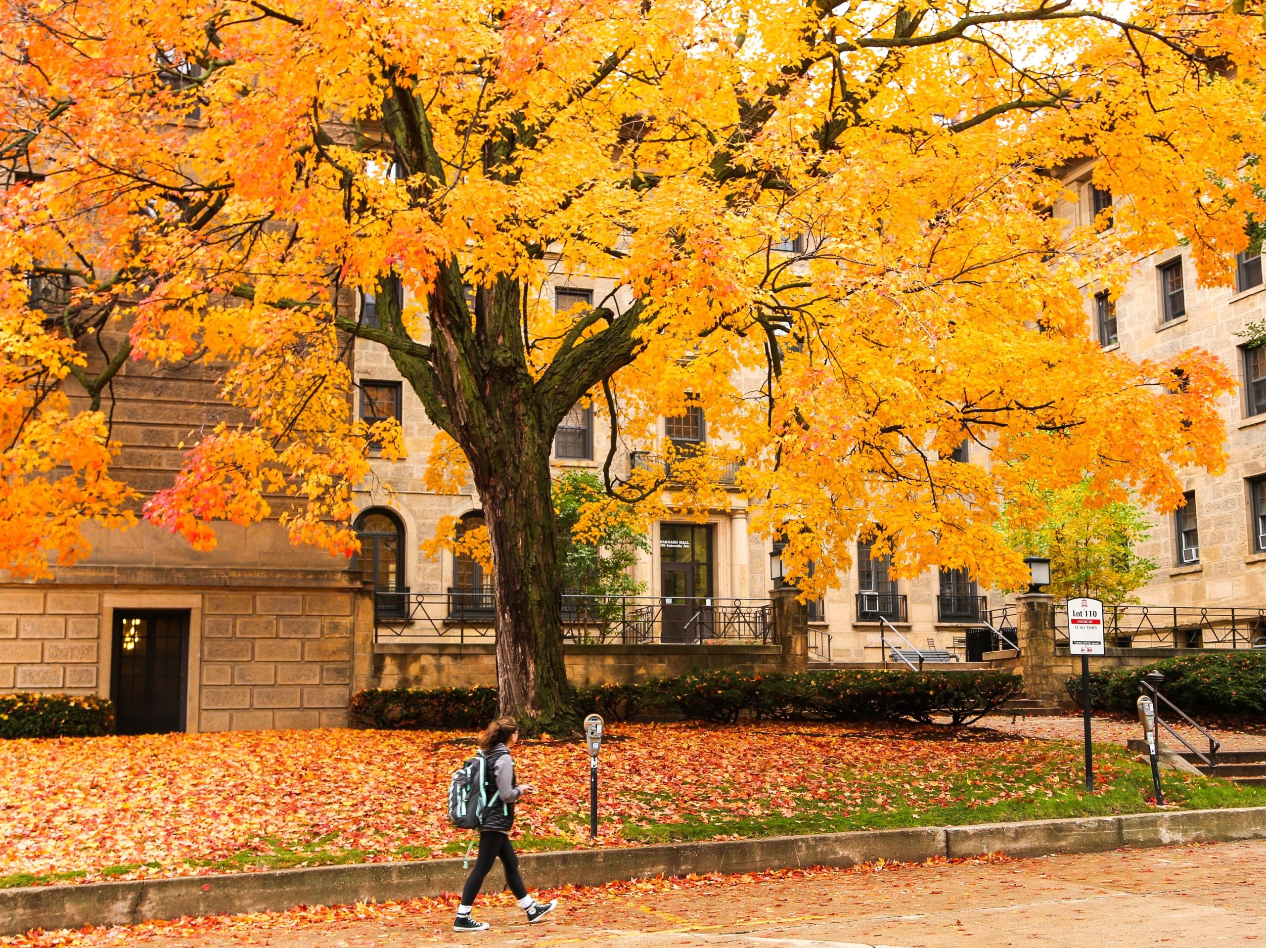 truong dai hoc dep vao mua thu anh 4