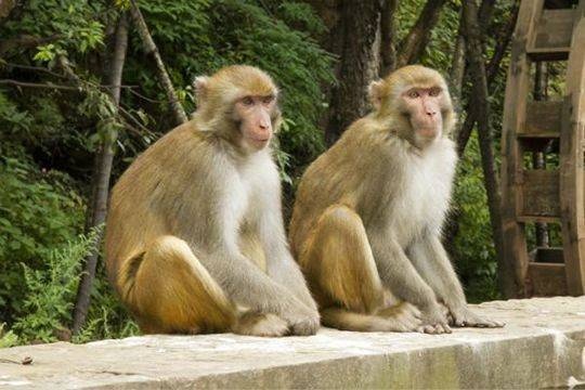 Hoc sinh tieu hoc o Trung Quoc bi khi rung tan cong hinh anh