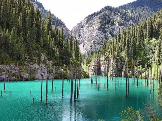 Ho nuoc co rung cay moc nguoc tu duoi day hinh anh