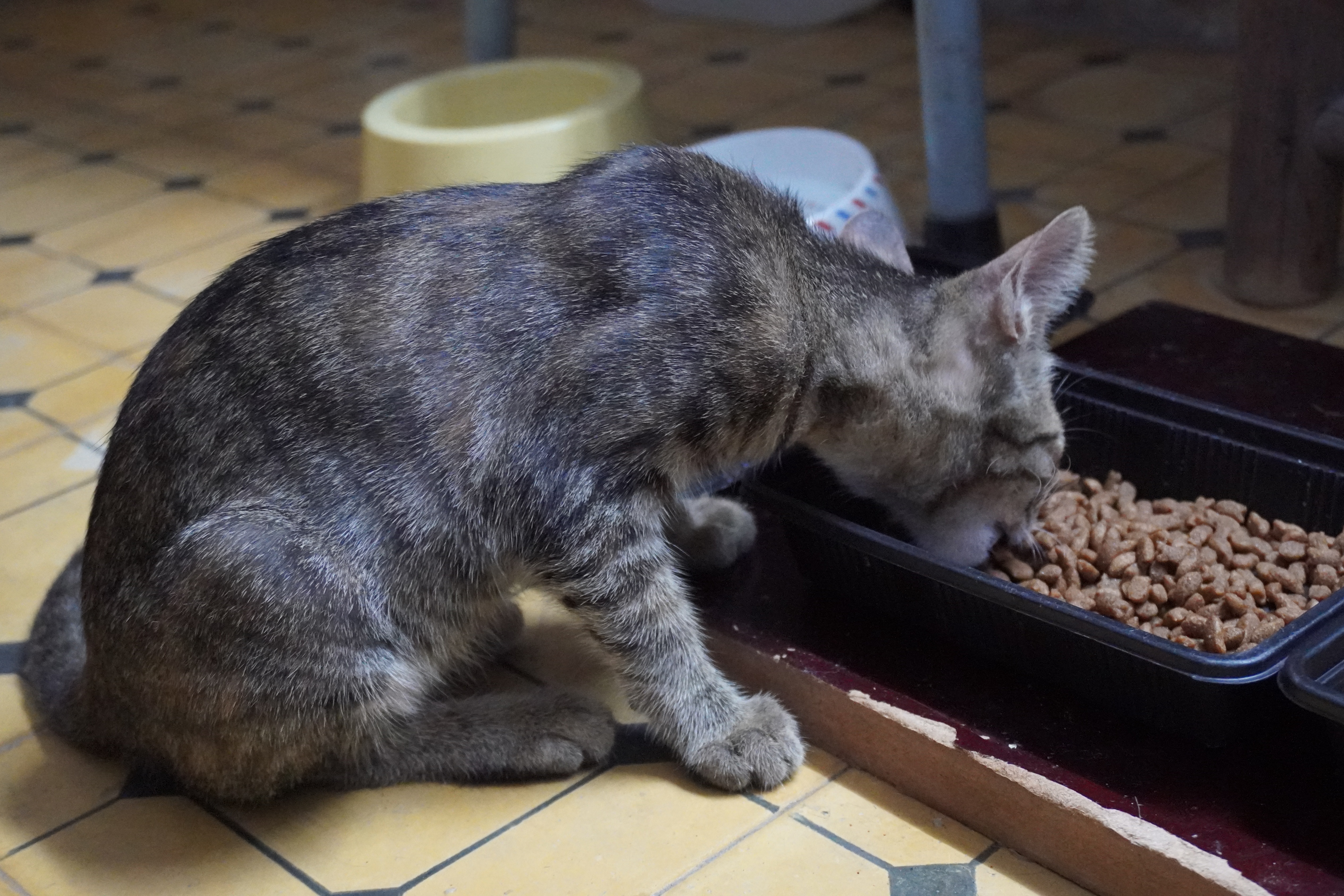 Biet doi cuu ho meo BKAT anh 2