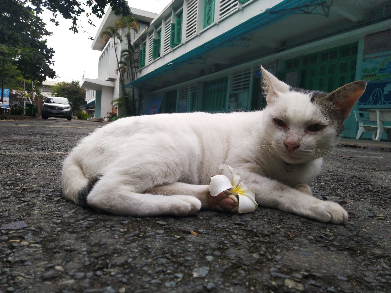 Biet doi cuu ho meo BKAT anh 5