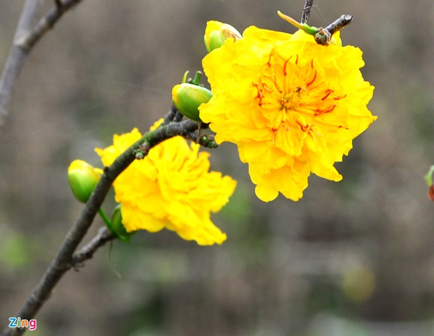 tap tuc trong ngay Tet cua nguoi Viet Nam anh 5