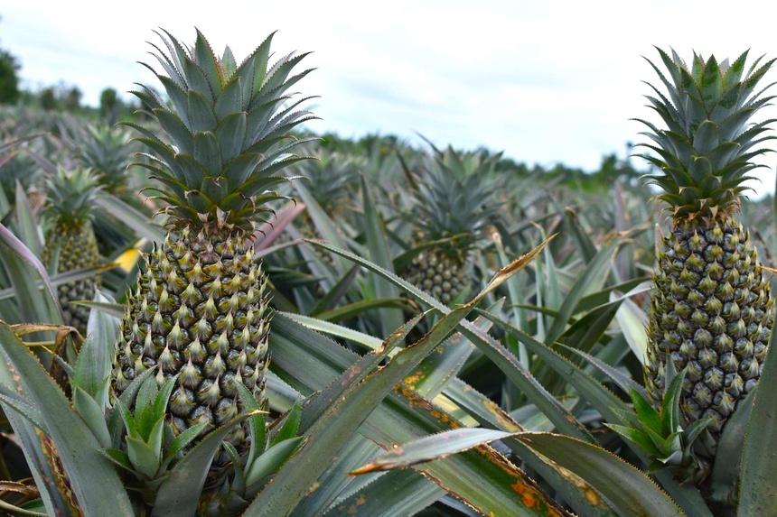 soi mam Hau Giang anh 5