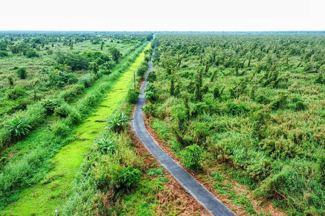 rung tram mien Tay anh 6