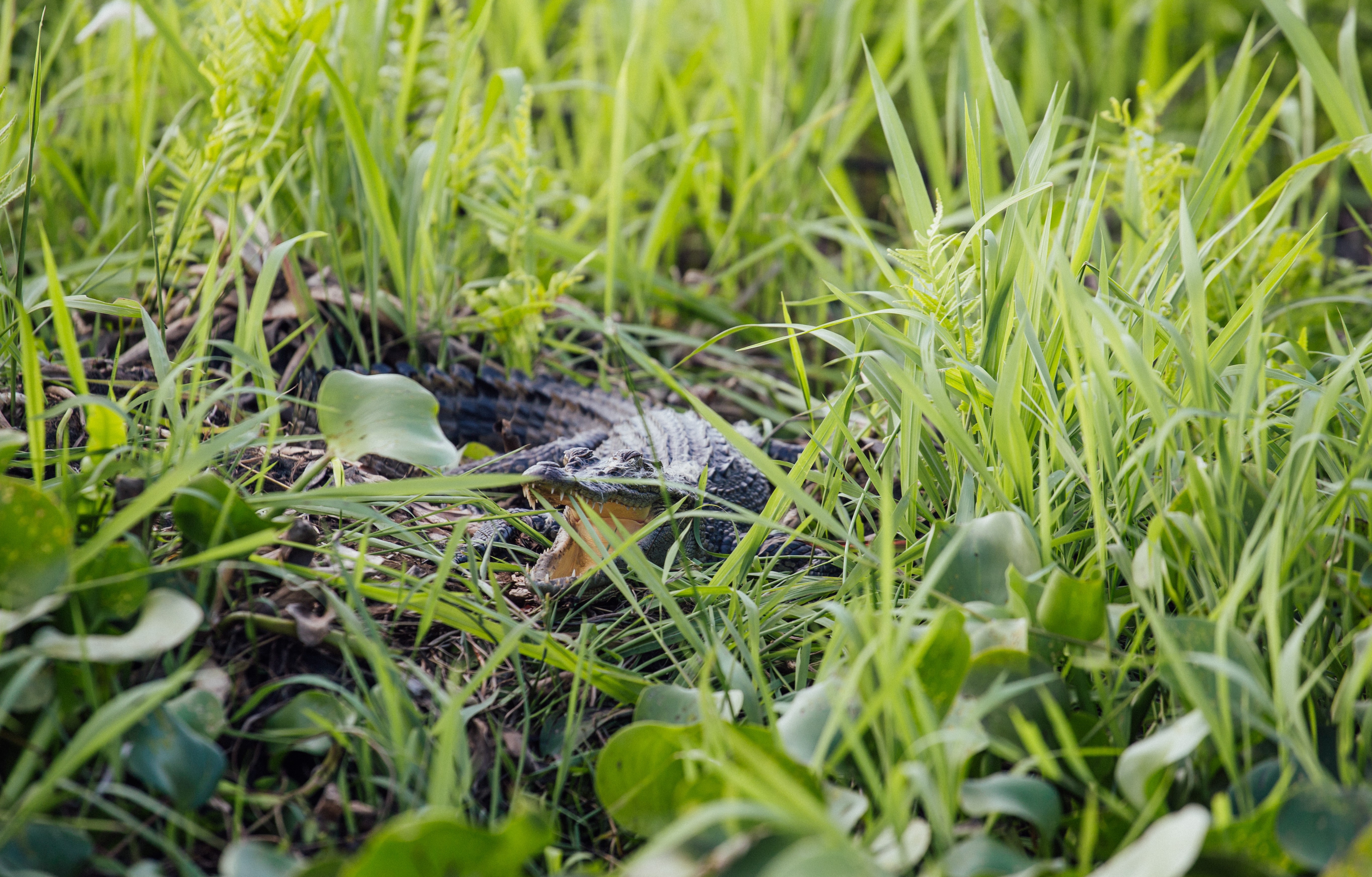 vuon quoc gia Nam Cat Tien anh 11