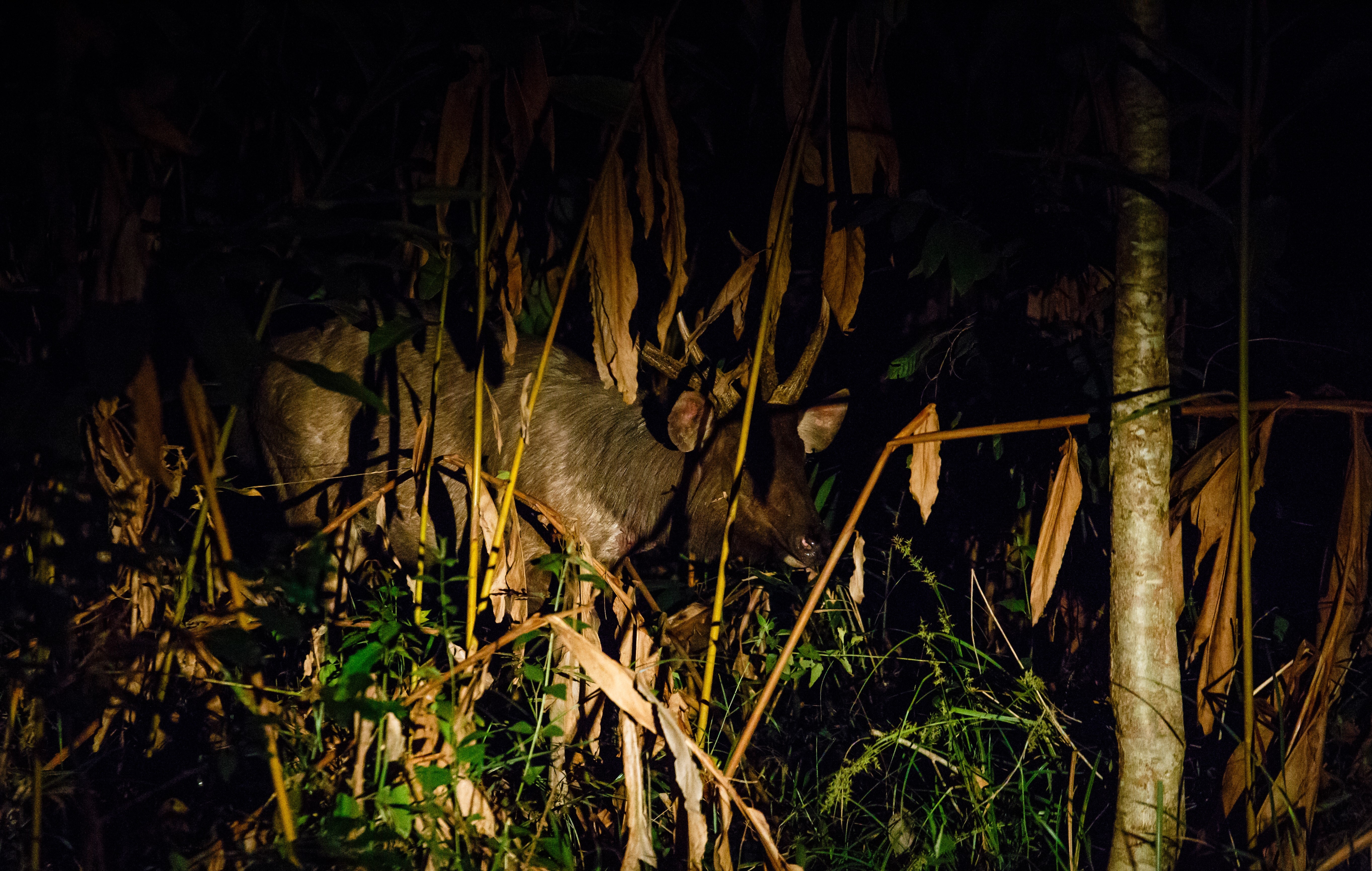 vuon quoc gia Nam Cat Tien anh 3