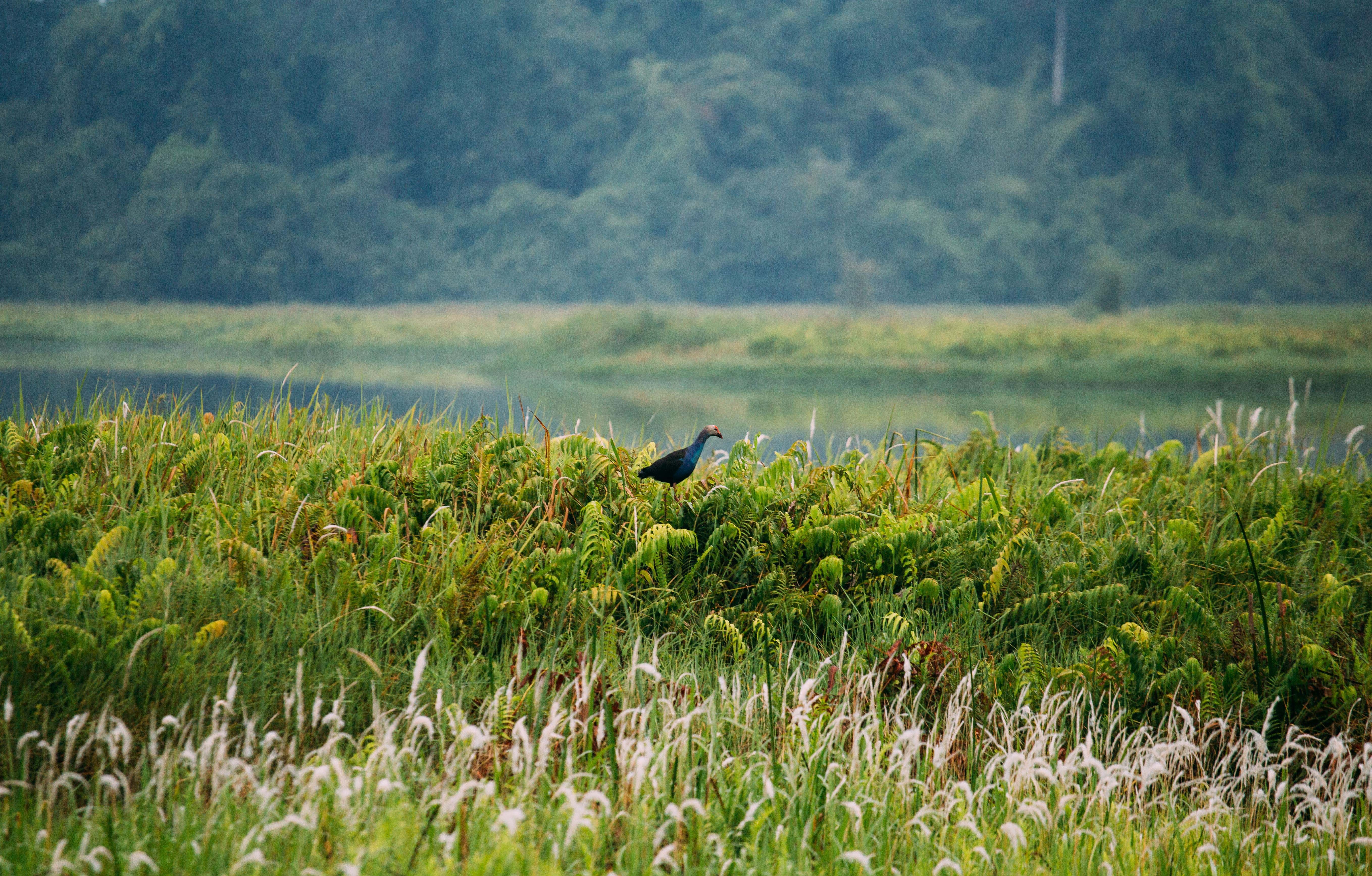 vuon quoc gia Nam Cat Tien anh 14