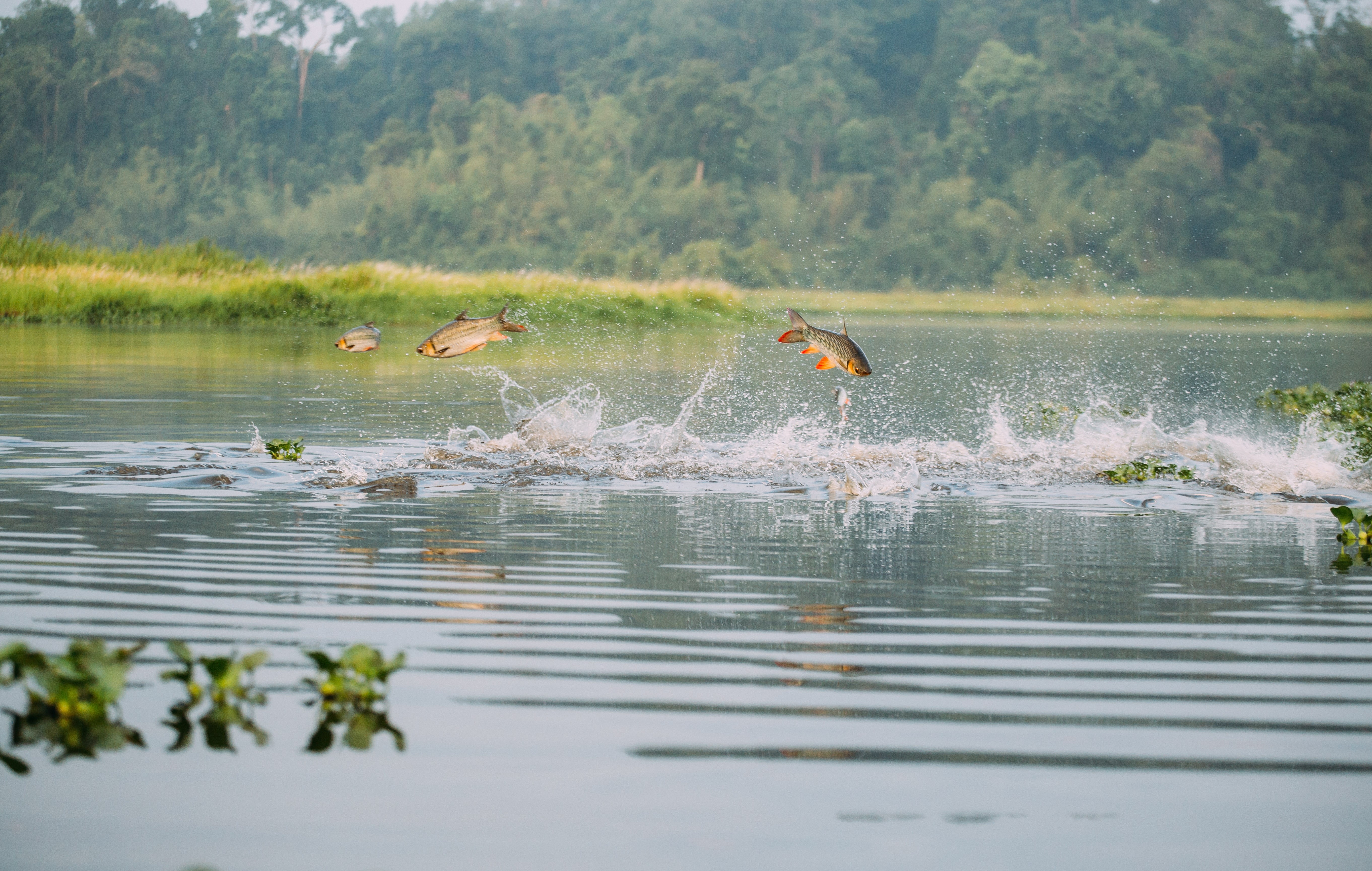 vuon quoc gia Nam Cat Tien anh 13