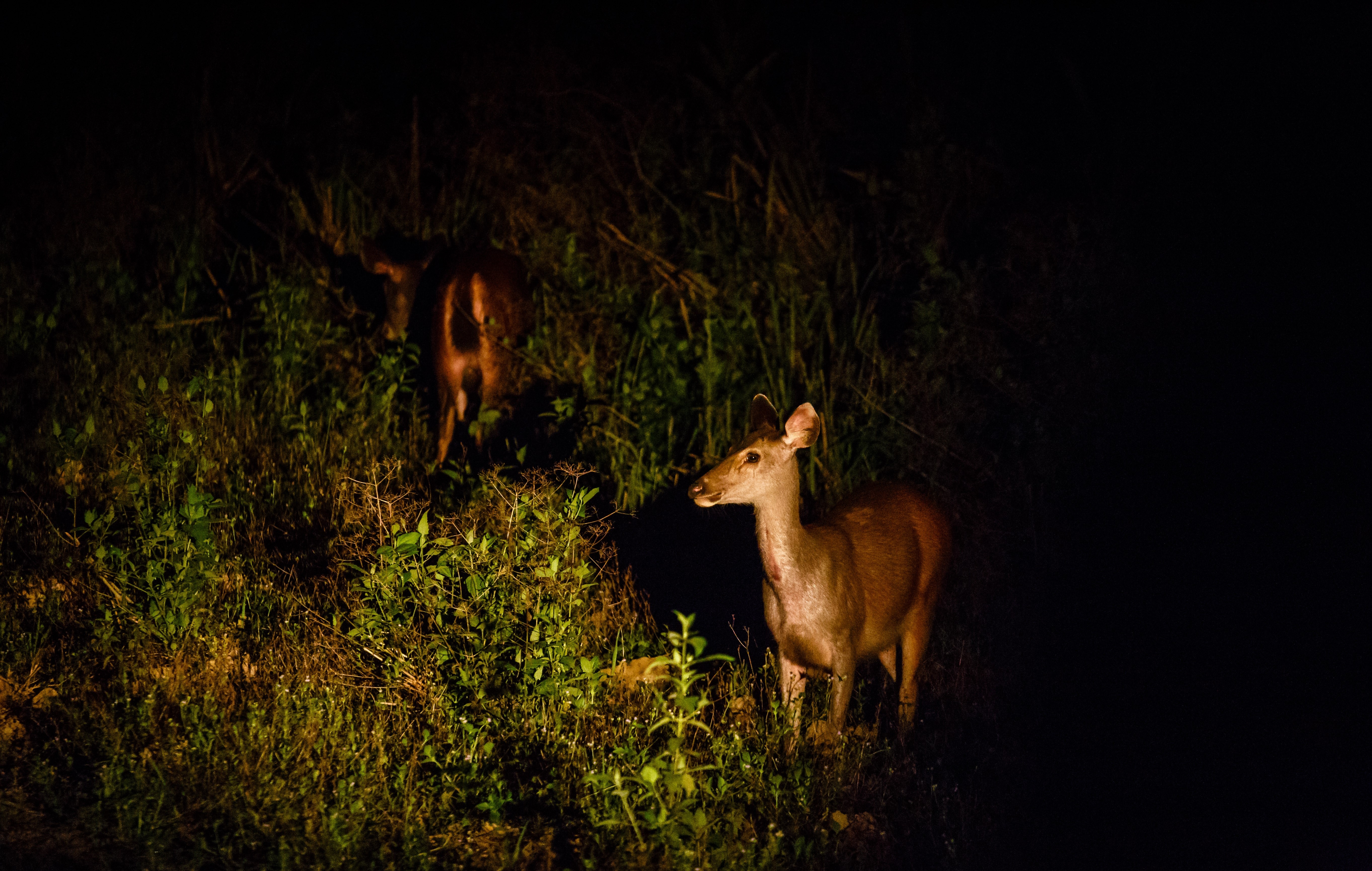 vuon quoc gia Nam Cat Tien anh 4