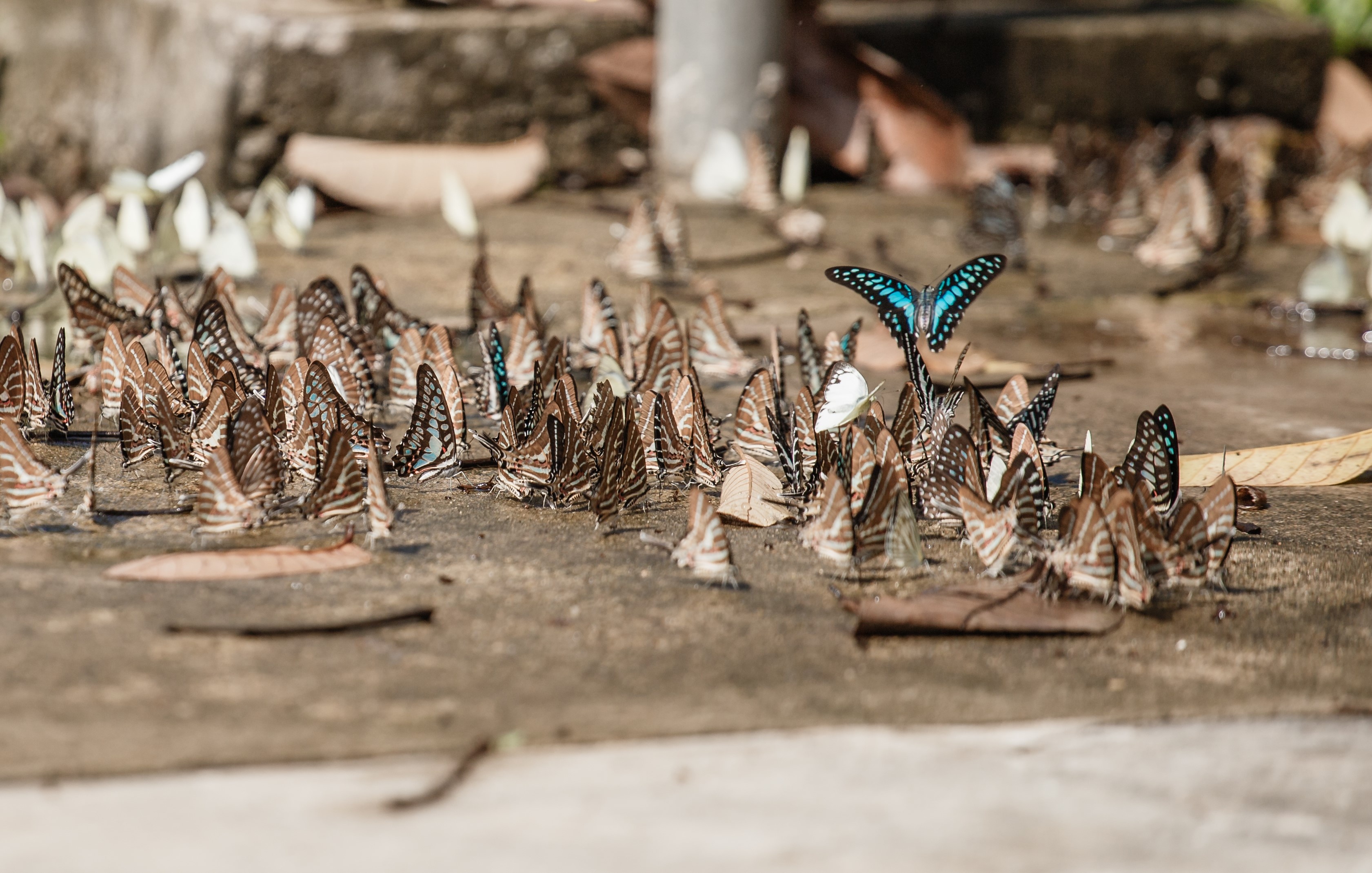 vuon quoc gia Nam Cat Tien anh 15