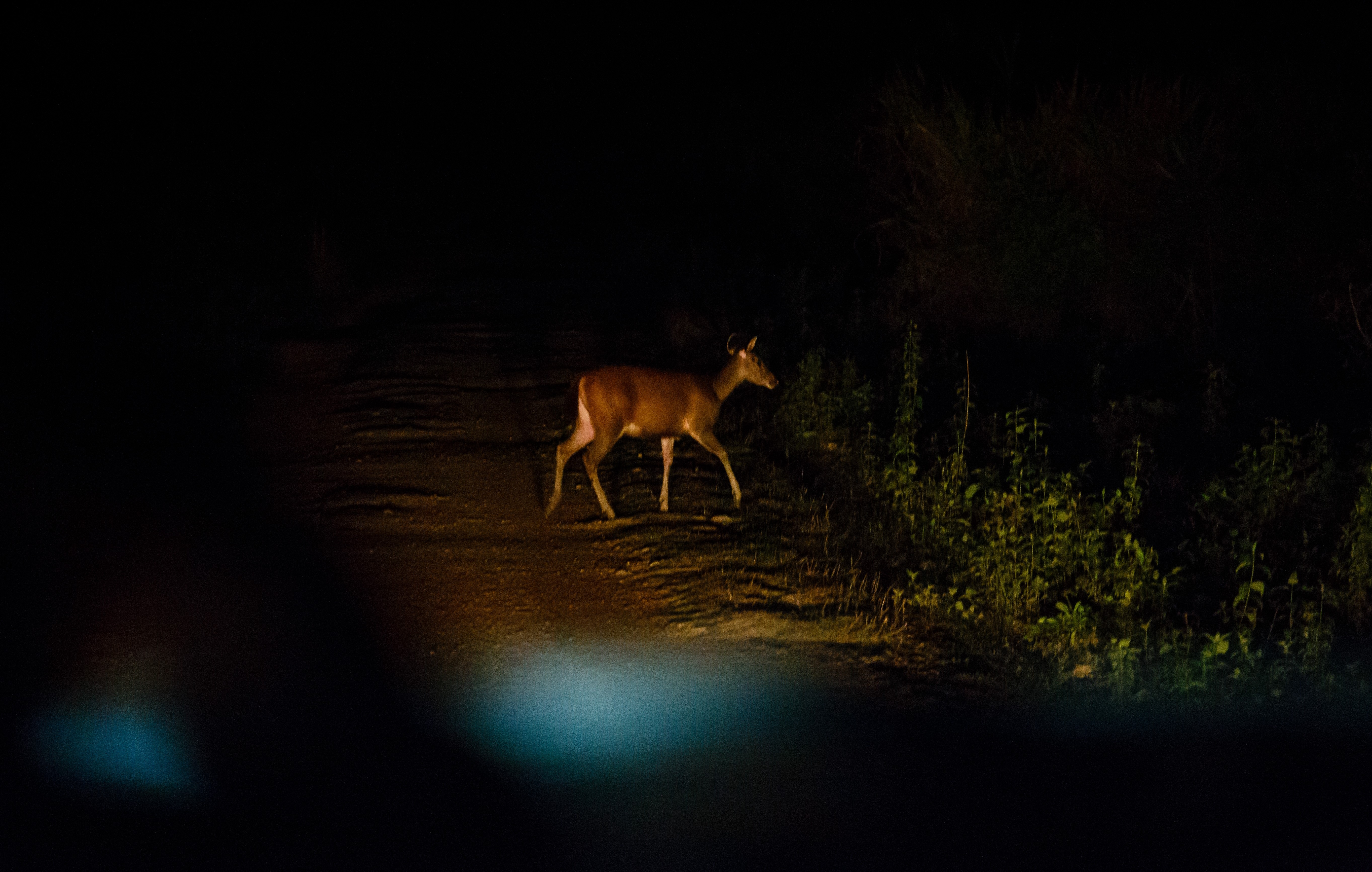 vuon quoc gia Nam Cat Tien anh 6