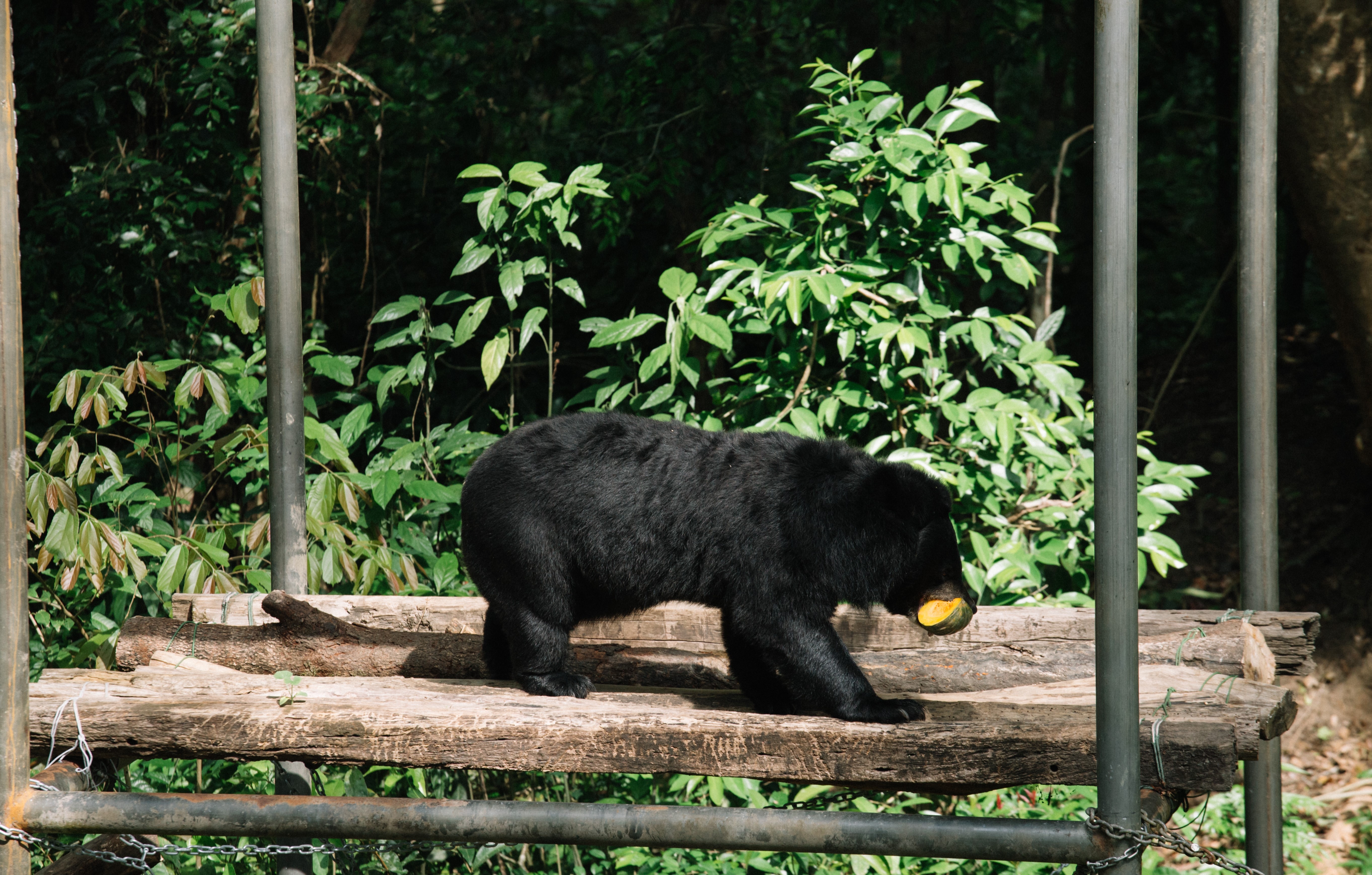 vuon quoc gia Nam Cat Tien anh 7