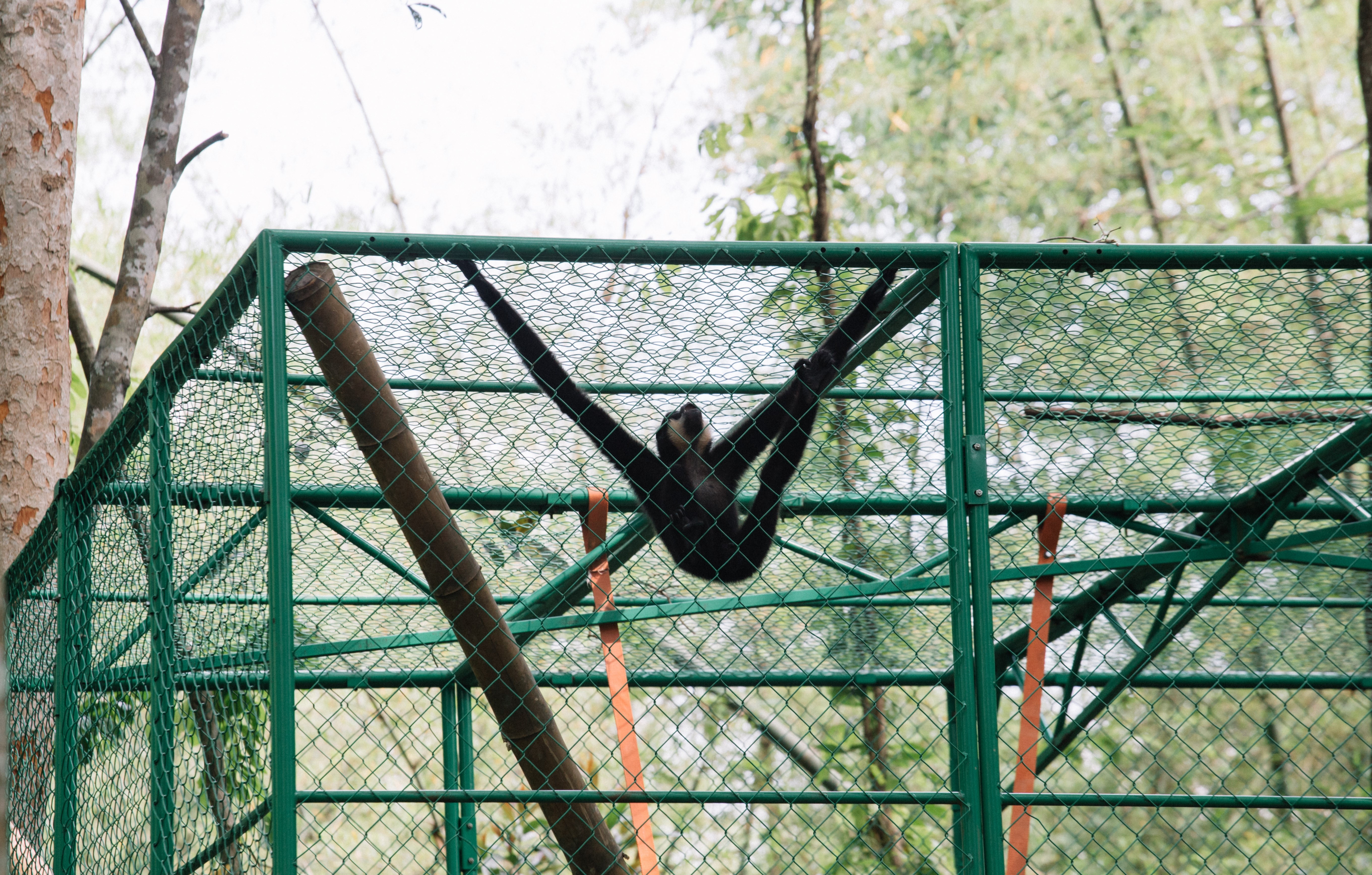 vuon quoc gia Nam Cat Tien anh 10