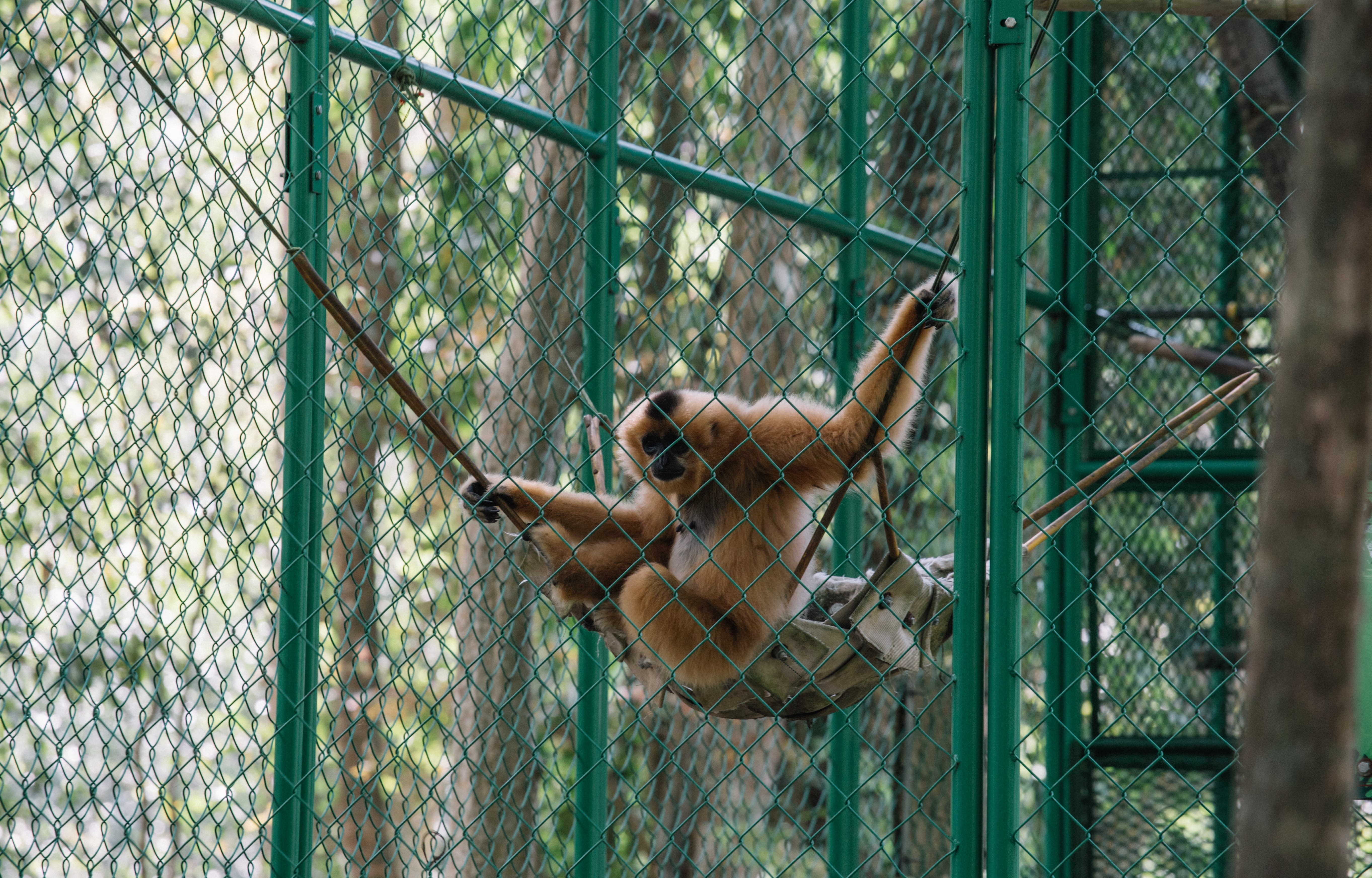 vuon quoc gia Nam Cat Tien anh 9