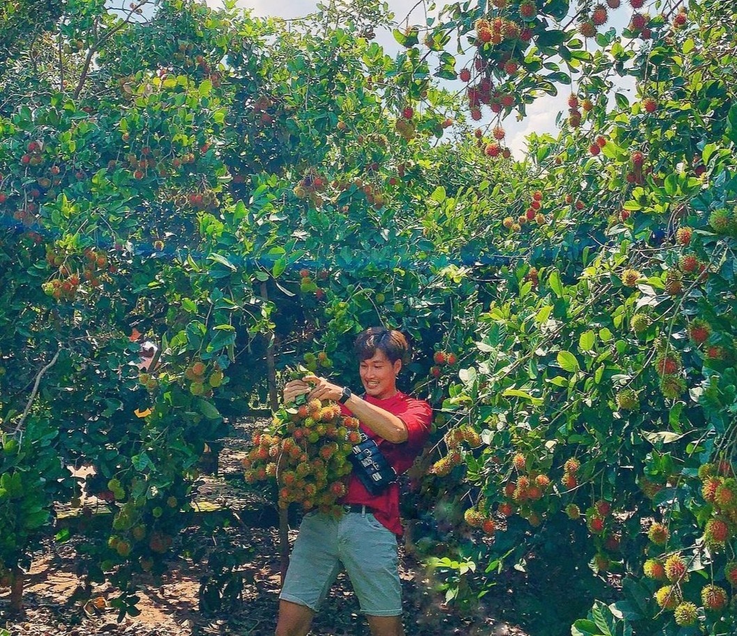 Miet vuon trai cay nao lon nhat mien Tay? hinh anh