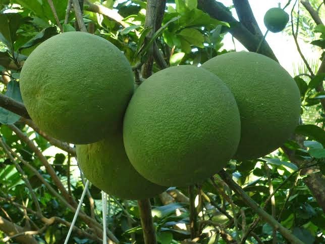 miet vuon lon nhat mien Tay anh 7