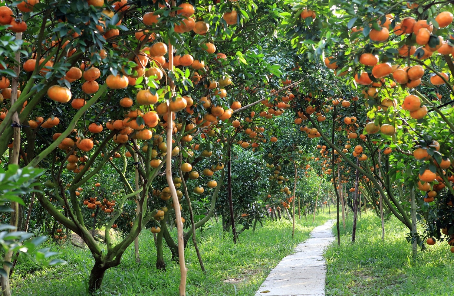 miet vuon lon nhat mien Tay anh 2