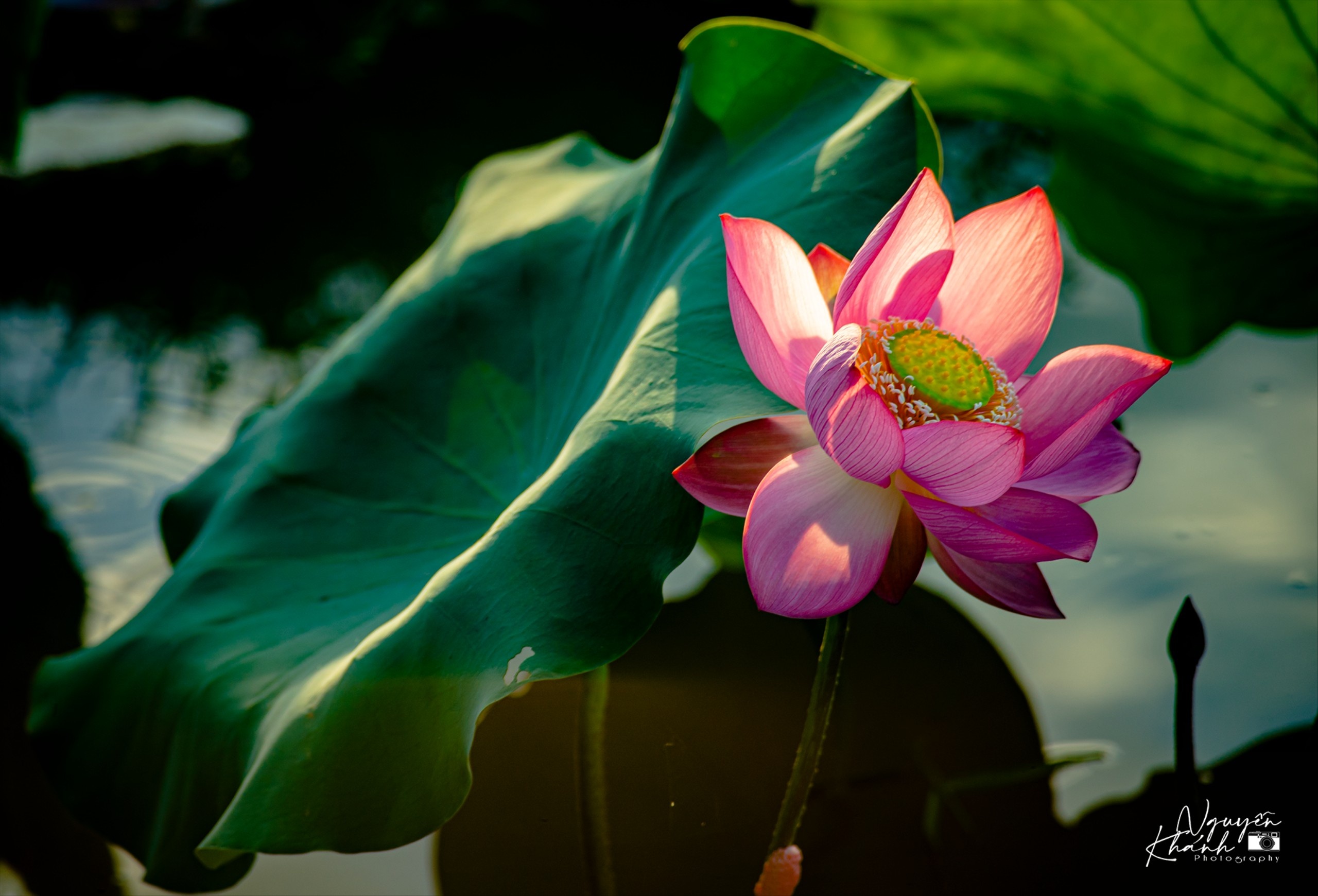 đầm sen trà lý ảnh 3 dam sen tra ly anh 3